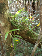 Bulbophyllum auriflorum image