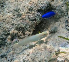 Pomacentrus coelestis