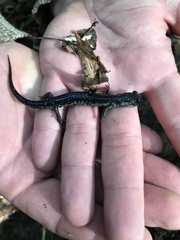 Plethodon chlorobryonis