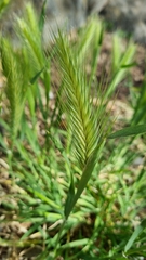Hordeum murinum