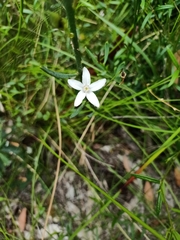 Philotheca queenslandica