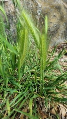 Hordeum murinum