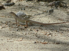 Dipsosaurus dorsalis