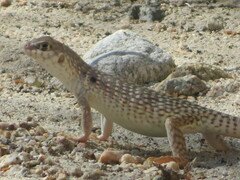 Dipsosaurus dorsalis