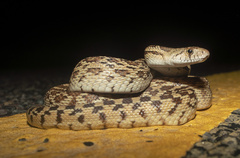 Pituophis catenifer affinis