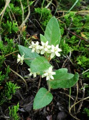 Asclepias ovalifolia