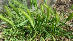 Hordeum murinum