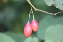 Solanum betaceum