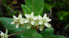 Asclepias ovalifolia