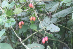 Solanum betaceum