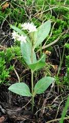 Asclepias ovalifolia