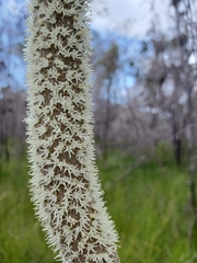 Xanthorrhoea fulva