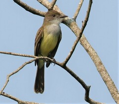 Myiarchus