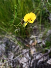 Gompholobium pinnatum