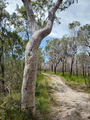 Eucalyptus bancroftii