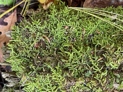 Callicladium imponens