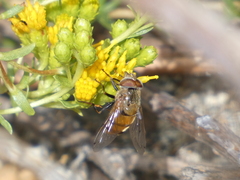 Copestylum haagii