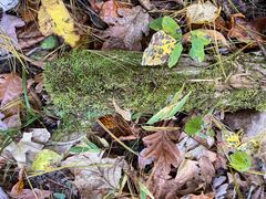 Callicladium imponens