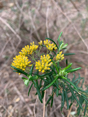 Cassinia aureonitens
