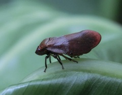 Eoscarta
