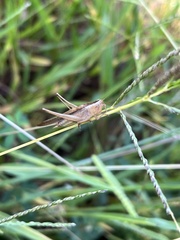 Conocephalus maculatus
