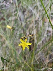 Tricoryne