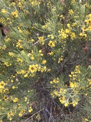 Senna artemisioides
