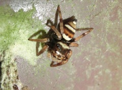 Ptocasius strupifer