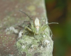 Oxyopes macilentus