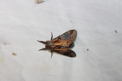 Notodonta scitipennis
