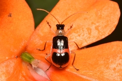 Paratriarius adonis