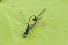 Austrocnemis splendida