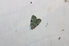 Leuconycta diphteroides