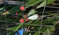 Ascia monuste orseis