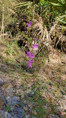 Dicerandra linearifolia