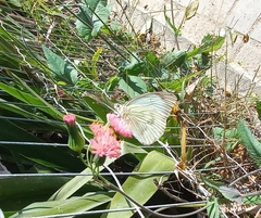 Ascia monuste orseis