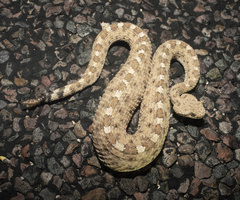 Crotalus cerastes cercobombus