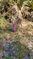 Dicerandra linearifolia