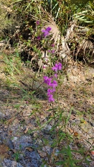 Dicerandra linearifolia