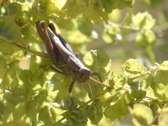 Melanoplus complanatipes
