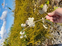 Vitis shuttleworthii