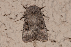 Protorthodes melanopis