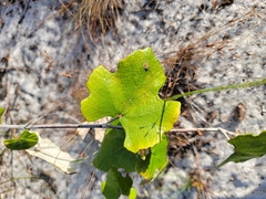 Vitis shuttleworthii