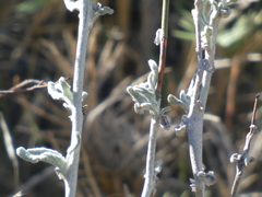 Eriogonum plumatella