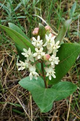 Asclepias ovalifolia