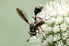 Physocephala sagittaria