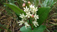 Asclepias ovalifolia