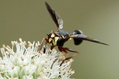 Physocephala sagittaria