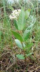 Asclepias ovalifolia
