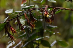 Guzmania